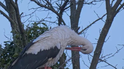 Wild large bird White Stork preening on an old power pole close-up Stock Footage 248679363