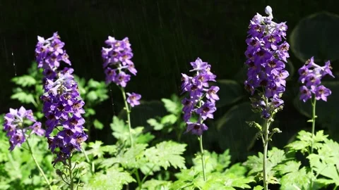 Wild Larkspur Blooming In The Field Stock Footage 341505633