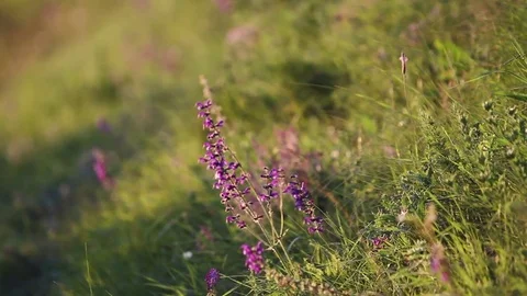 Wild lavander Stock Footage 77564448