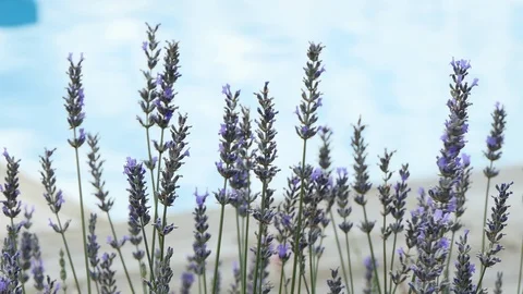 Wild lavender blows in a gentle breeze next to a swimming pool. Stock Footage 114685745