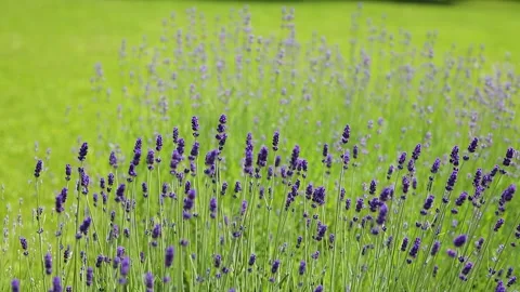Wild Lavender. Lavender in different shades growing outside the house. Stock Footage 243915972
