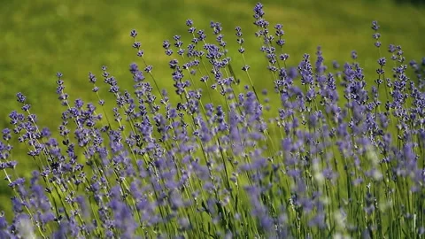 Wild Lavender. Lavender in different shades growing outside the house. Видео 243916074