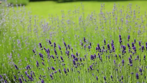 Wild Lavender. Lavender in different shades growing outside the house. Видео 243917013