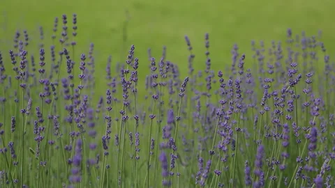 Wild Lavender. Lavender in different shades growing outside the house. Stock Footage 243917034