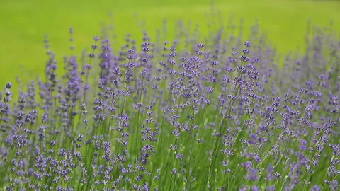 Wild Lavender. Lavender in different shades growing outside the house. Stock Footage 243918614