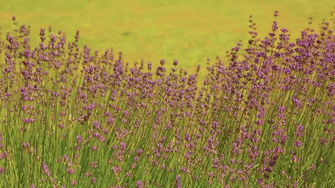 Wild Lavender. Lavender in different shades growing outside the house. Vídeos de archivo 243919787