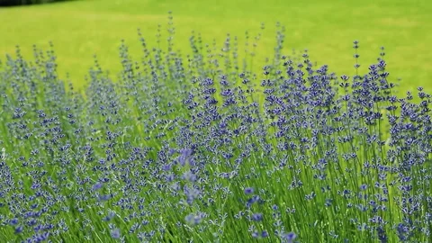 Wild Lavender. Lavender in different shades growing outside the house. Stock Footage 243919807