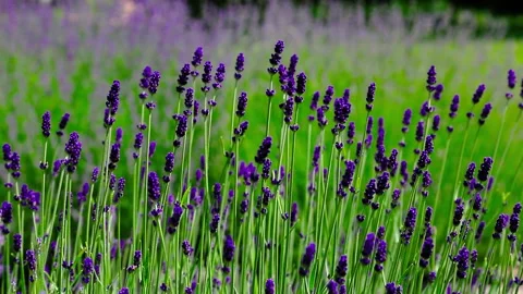 Wild Lavender. Lavender in different shades growing outside the house. Stock Footage 243920101