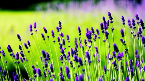 Wild Lavender. Lavender in different shades growing outside the house. Stock Footage 243920189