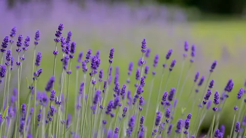 Wild Lavender. Lavender in different shades growing outside the house. Stock Footage 243920227