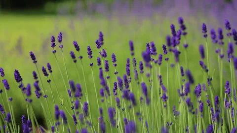 Wild Lavender. Lavender in different shades growing outside the house. Stock Footage 243920276