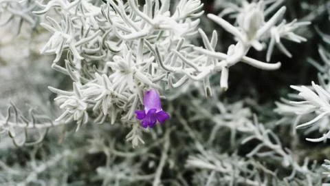 Wild lavender Stock Photos