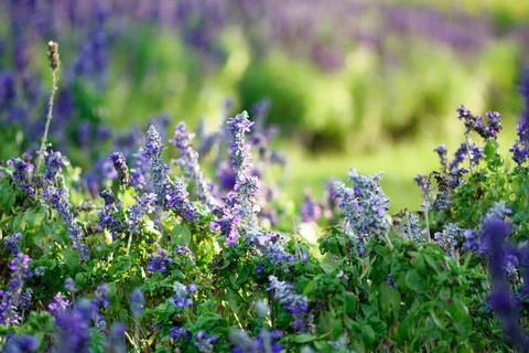 Wild Lavender planted in Human Garden Stock Photos