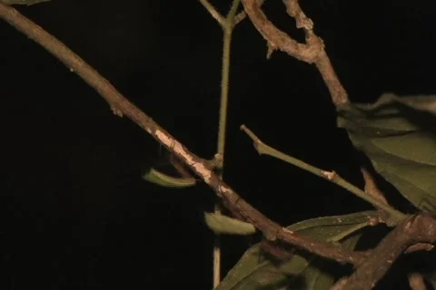 Wild leaf cutter ants at night in the wild Stock Footage 917516