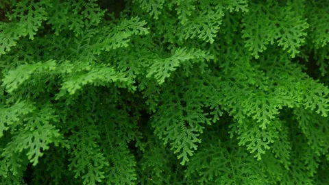 Wild leaf Stock Footage 162772145