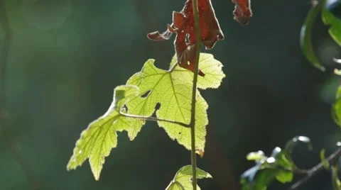 Wild leaf moving with the wind Stock Footage 47792238