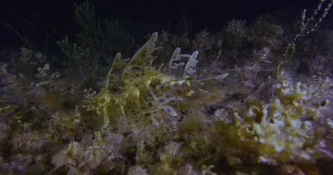 Wild Leafy Sea Dragon Drifting in Black Water Stock-Footage 331148479