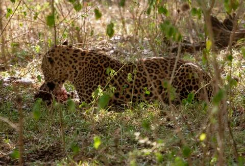 Wild Leapard Eats Meal Forest in Sri Lanka Stock Photos