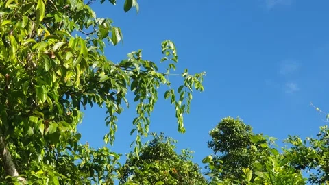 Wild leaves and trees along the river in West Kalimantan Vidéo 337234880