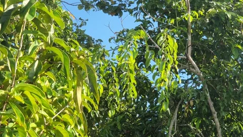 Wild leaves and trees along the river in West Kalimantan Видео 337235154