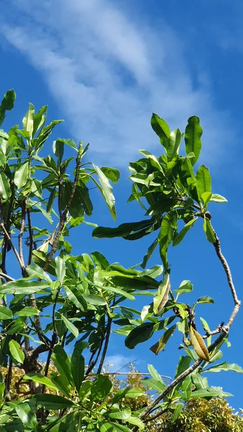 Wild leaves and trees along the river in West Kalimantan Vidéo 337279742