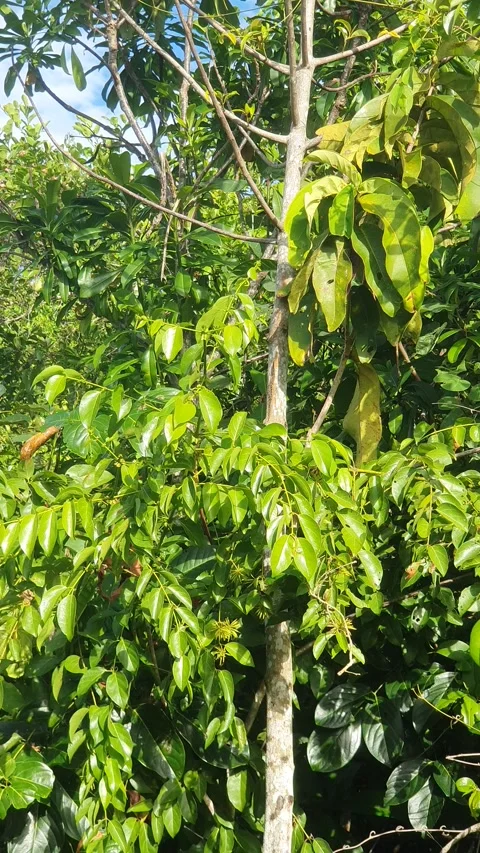Wild leaves and trees along the river in West Kalimantan Видео 337280337