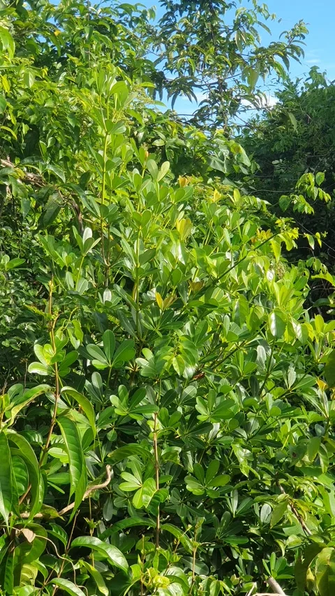 Wild leaves and trees along the river in West Kalimantan Stock Footage 337281460