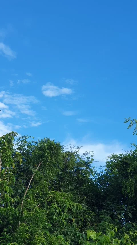 Wild leaves and trees along the river in West Kalimantan Stockbeeldmateriaal 337286946