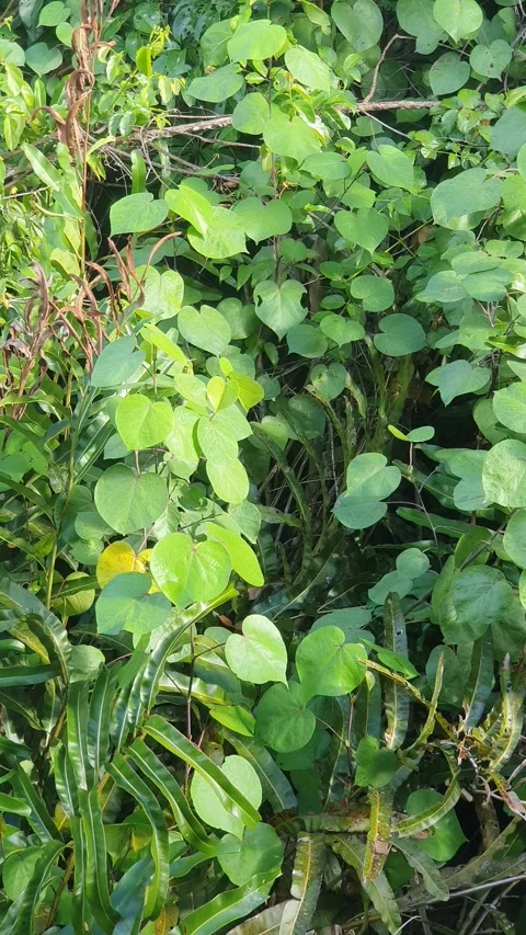 Wild leaves and trees along the river in West Kalimantan Vidéo 337286967