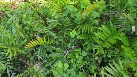 Wild leaves and trees along the river in West Kalimantan Stockbeeldmateriaal 337288570