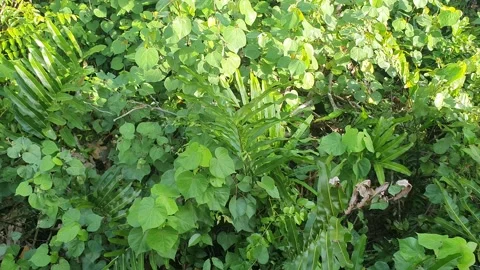Wild leaves and trees along the river in West Kalimantan Stockbeeldmateriaal 337288576