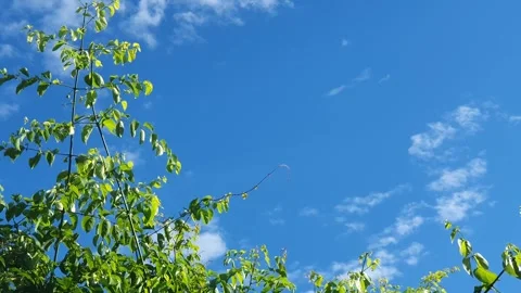 Wild leaves and trees along the river in West Kalimantan Видео 337303656