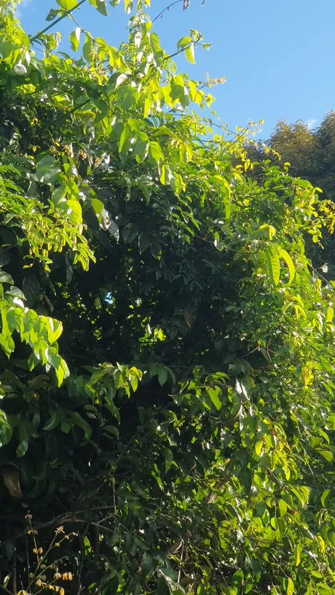 Wild leaves and trees along the river in West Kalimantan Stockbeeldmateriaal 337303660