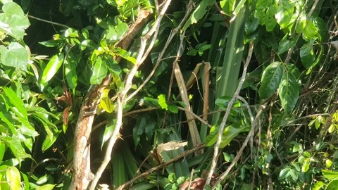 Wild leaves and trees along the river in West Kalimantan Видео 337303918