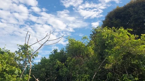 Wild leaves and trees along the river in West Kalimantan Stock Footage 337304416