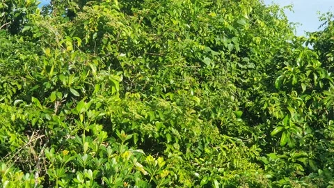 Wild leaves and trees along the river in West Kalimantan Stock Footage 337304831