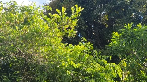 Wild leaves and trees along the river in West Kalimantan 库存影片 337304833