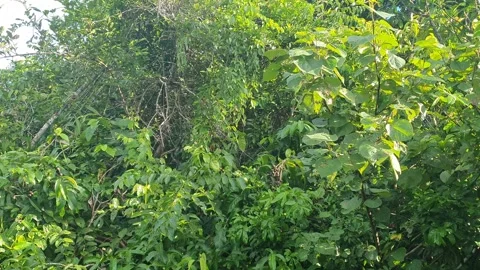 Wild leaves and trees along the river in West Kalimantan Видео 337304964