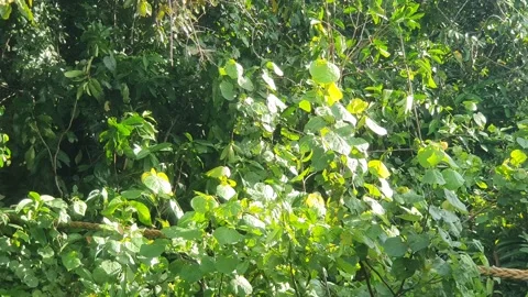 Wild leaves and trees along the river in West Kalimantan 스톡 동영상 337305025