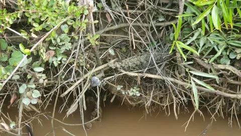 Wild leaves and trees along the river in West Kalimantan Vidéo 337305026