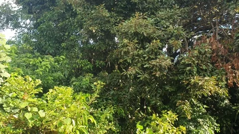 Wild leaves and trees along the river in West Kalimantan Stockbeeldmateriaal 337305046