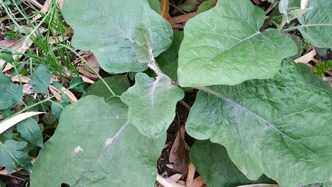 Wild leaves Stock Footage 127983857