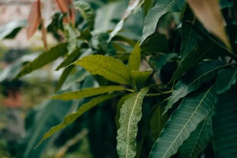 Wild leaves growing from the side wall of the yard Stock Photos