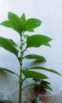 Wild leaves Stock Photos