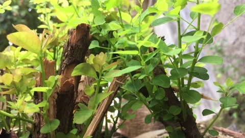 Wild leaves waving into the wind  Vídeo Stock 229611824