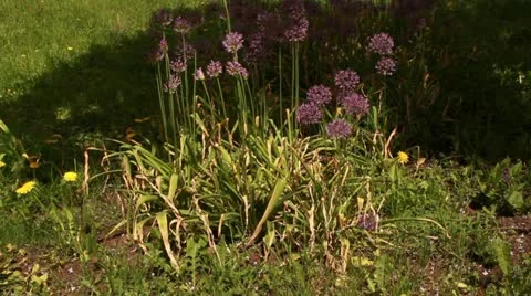 Wild leek Stock Footage 20588870