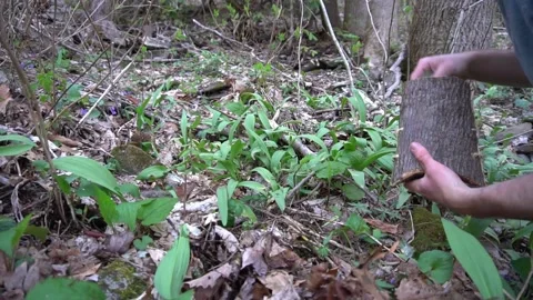Wild Leek / Ramp Foraging in the Spring Forest. Wild Garlic Video stock 149802999