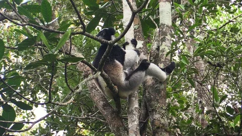 Wild lemur indri in the rain forest of Madagascar Stock Footage 86472703