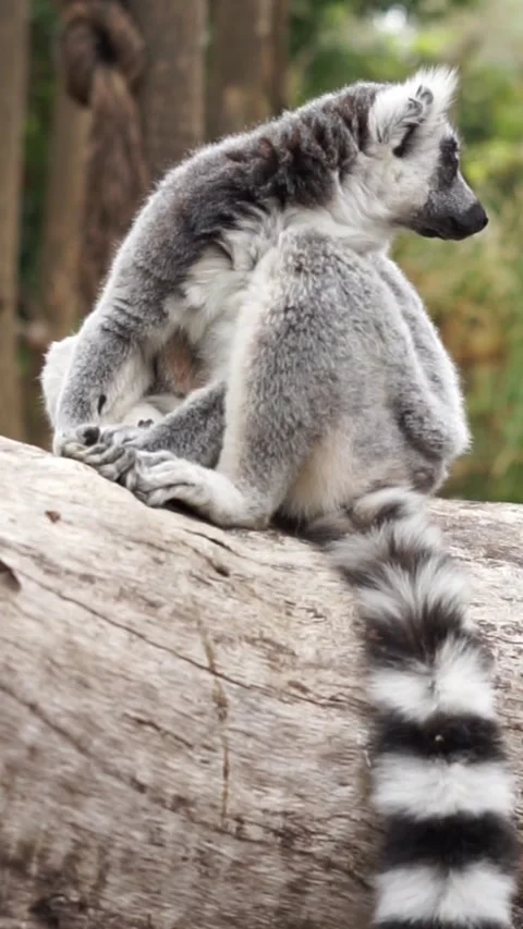 Wild lemur with striped tail exploring the forest canopy Stock Footage 317752010