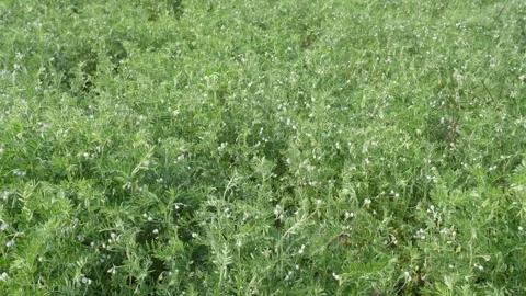 Wild lentil plants Stock-Footage 332537802